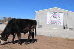 Fehdan Meat Processing